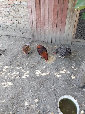 vând familie de gaini araucana 