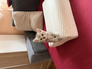 Pisici British Shorthair  - imagine 4