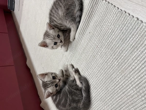Pisici British Shorthair  - imagine 3