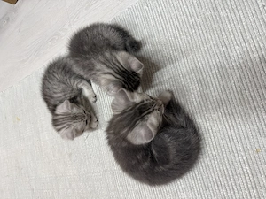 Pisici British Shorthair  - imagine 2