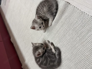 Pisicuțe British Shorthair Chinchilla  - imagine 4