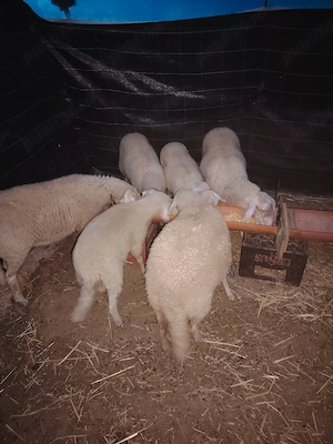 Miei lacaune de vânzare