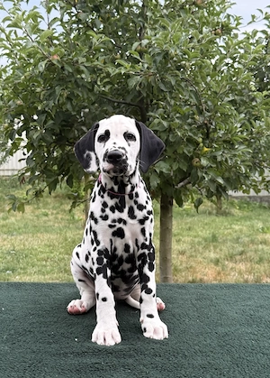 Catei dalmatieni din parinti multicampioni - imagine 4