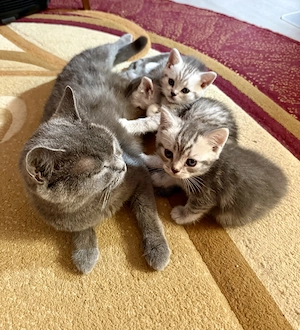Pisicuțe British Shorthair Chinchilla 
