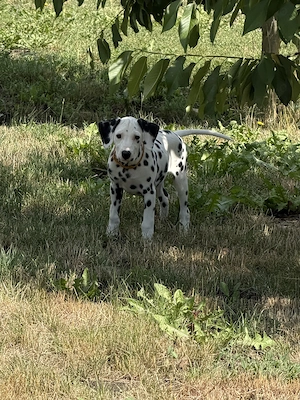 Catei dalmatieni din parinti multicampioni - imagine 5