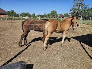 Vand mânze grele