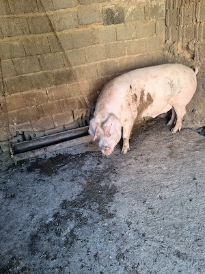 Porci de vânzare