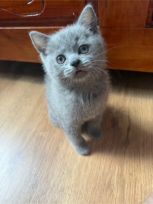 Pisic British shorthair blue mascul femela scotish longhair femela - imagine 3