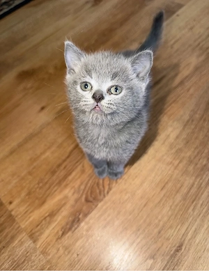 Pisic British shorthair blue mascul femela scotish longhair femela - imagine 2