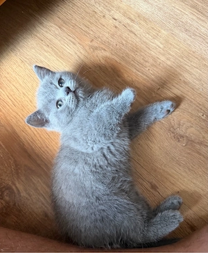 Pisic British shorthair blue mascul femela scotish longhair femela
