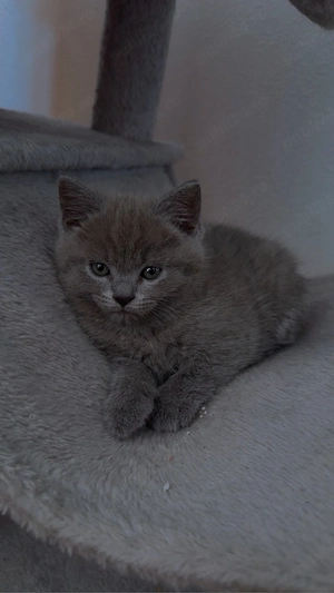 Pisica Britishs shorthair