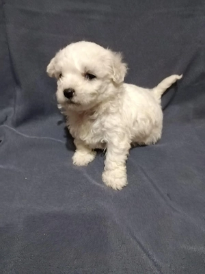 Vand pui Bichon Maltese talie mini - imagine 2
