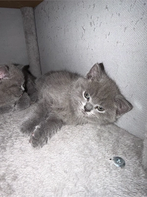 Pisica Britishs shorthair - imagine 3