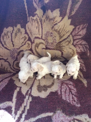 Vand pui Bichon Maltese talie mini - imagine 3
