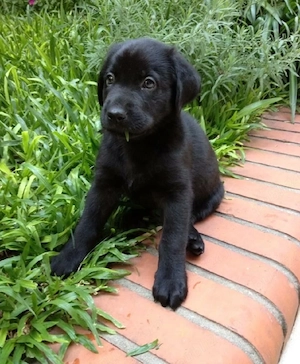 Labrador Retriever negru - imagine 2