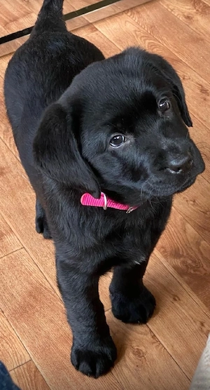 Labrador Retriever negru - imagine 4