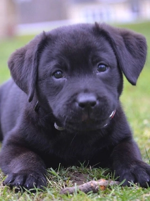 Labrador Retriever negru - imagine 3