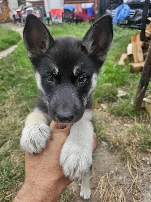 puiuti husky