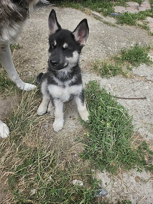 puiuti husky - imagine 3