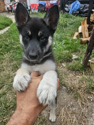 puiuti husky - imagine 2