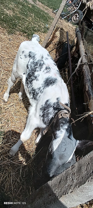 Vaca cu viteza de 2 săptămâni si vaca de abator - imagine 5
