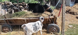 Vaca cu viteza de 2 săptămâni si vaca de abator - imagine 3