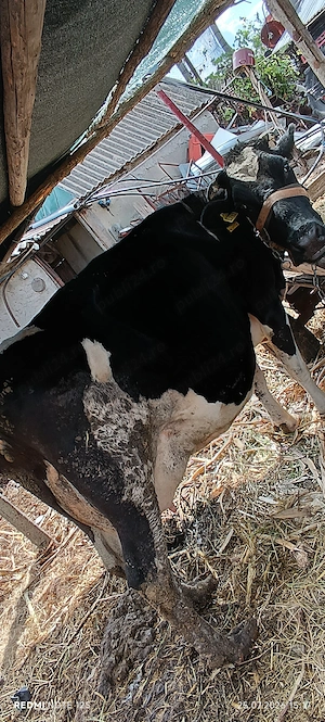 Vaca cu viteza de 2 săptămâni si vaca de abator - imagine 9