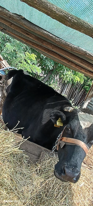 Vaca cu viteza de 2 săptămâni si vaca de abator - imagine 7