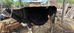 Vaca cu viteza de 2 săptămâni si vaca de abator
