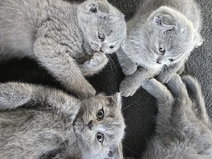motani  scottish fold 