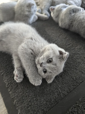 motani  scottish fold  - imagine 2