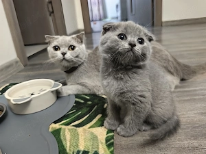 motani  scottish fold  - imagine 3