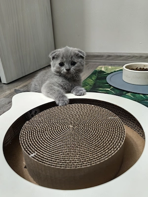 motani  scottish fold  - imagine 4