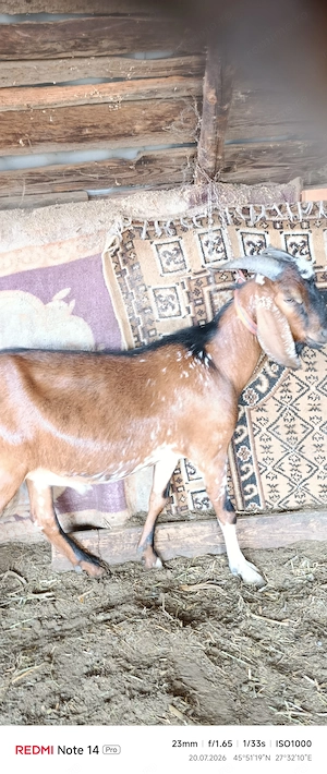 Capră Anglonubiana