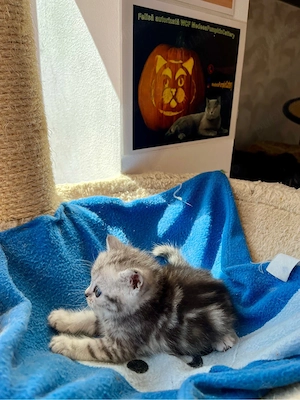 british shorthair tabby - imagine 5