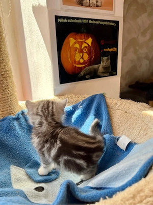 british shorthair tabby - imagine 3