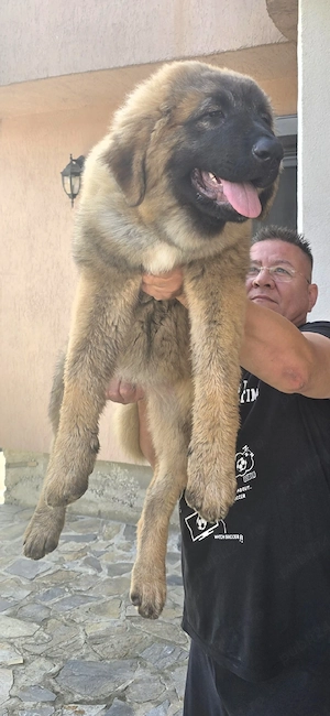 caucazian femelă 3 luni