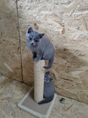 Pisoi British shorthair Blue 