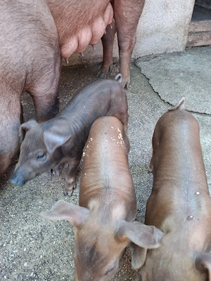 purcei duroc