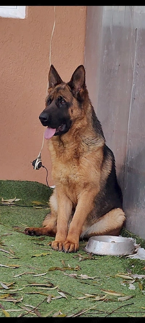 Femele de Ciobanesc german de vânzare 
