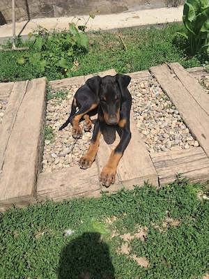  Vand  catelusa doberman - imagine 4