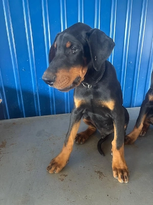  Vand  catelusa doberman - imagine 2