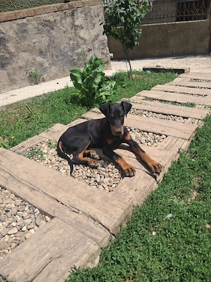  Vand  catelusa doberman - imagine 3