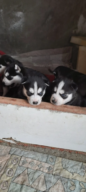 Pui husky  siberian  - imagine 4