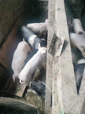 Purcei landras, duroc și bazna  - imagine 2