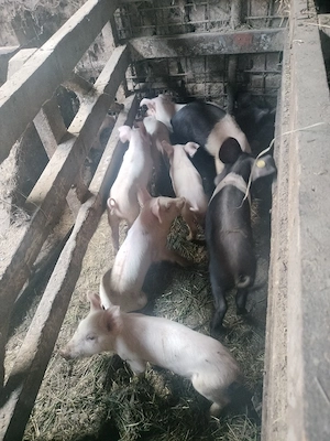 Purcei landras, duroc și bazna  - imagine 3