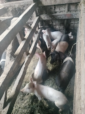 Purcei landras, duroc și bazna  - imagine 4