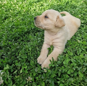 Vând căței Labrador Retriever - imagine 5
