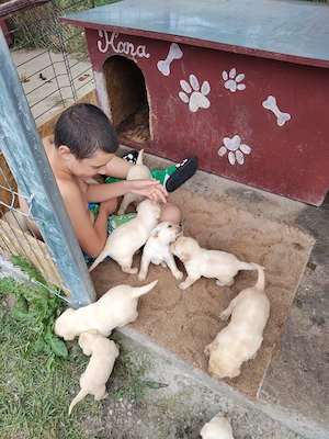Vând căței Labrador Retriever - imagine 3