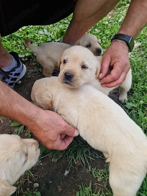 Vând căței Labrador Retriever - imagine 2
